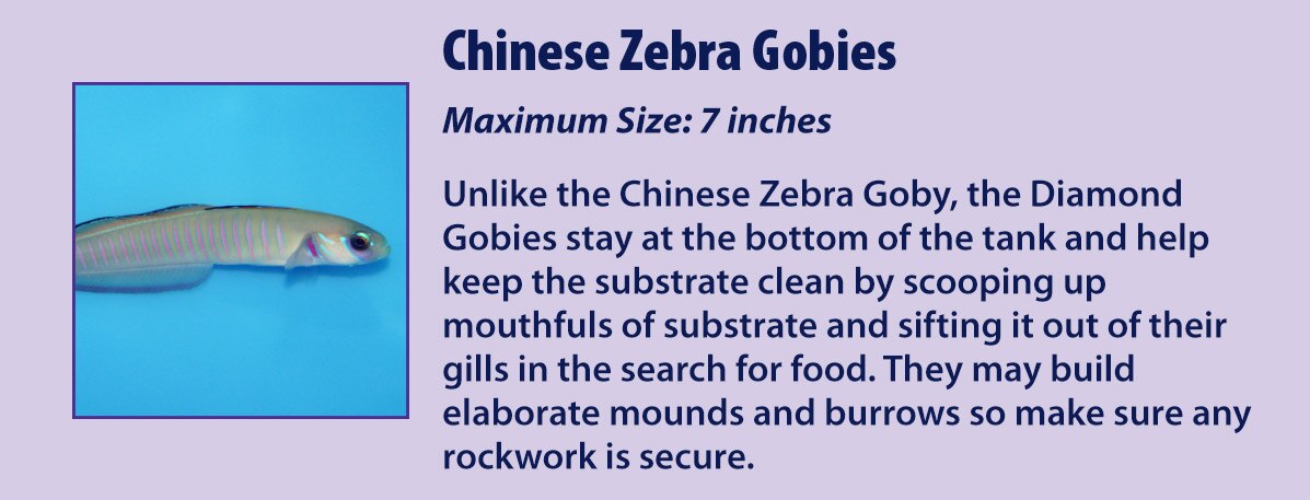 Chinese Zebra Gobies